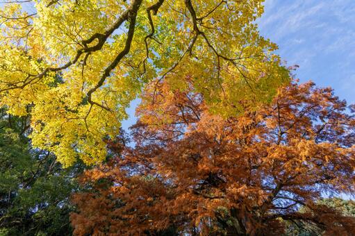 紅葉した木々 紅葉,秋,もみじの写真素材