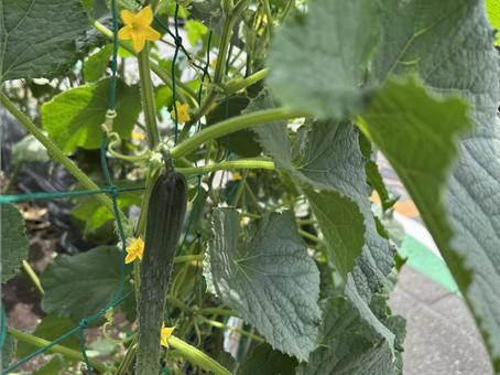 ゴーヤ ゴーヤ 野菜,ゴーヤ,苦いの写真素材