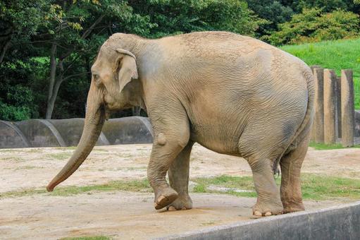 アジアゾウ アジアゾウ アジアゾウ,ゾウ,千葉市動物園公園の写真素材