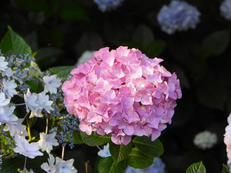ピンクのアジサイの花3 ピンクのアジサイの花3の写真
