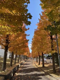 紅葉 一本道 秋 紅葉 一本道 秋の写真