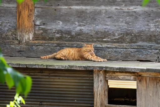 猫(88) 猫(88) 猫,食肉目,ネコ科の写真素材