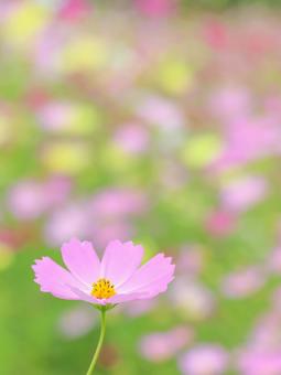 Cosmos, JPG