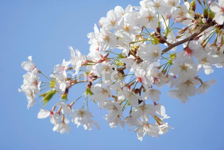 桜の花　ソメイヨシノと青空 ソメイヨシノ,桜,さくらの写真素材