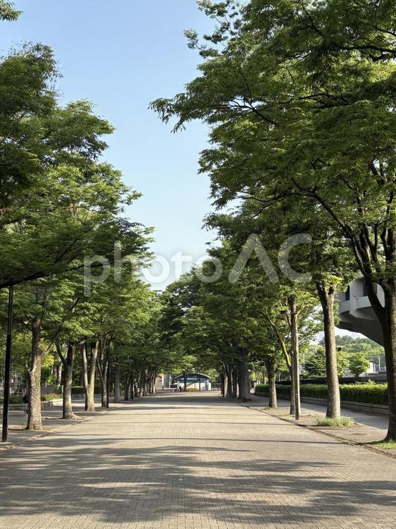 新緑の代々木公園並木道 新緑,代々木公園,並木道の写真素材