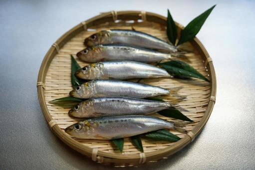 旬の脂がのったイワシ イワシ,鮮魚,マイワシの写真素材
