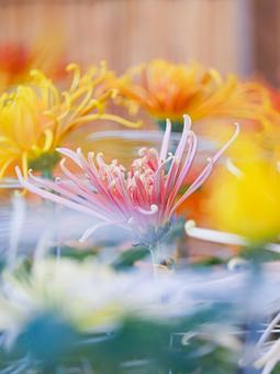 菊 菊 菊,菊の花,キクの写真素材