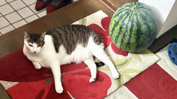 すいかとキジ白猫さんのコラボ すいかとキジ白猫さんのコラボ 猫,キジ白,微睡むの写真素材