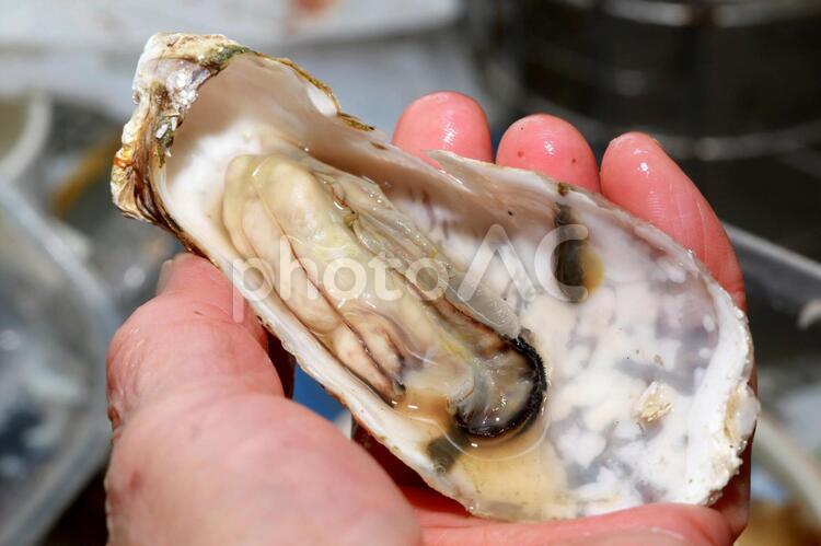 一粒牡蠣 貝類,カキ,(貝)の写真素材