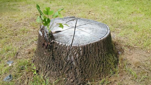 若葉・ひこばえが出た木の切り株 若葉・ひこばえが出た木の切り株 切り株,材木,丸太の写真素材