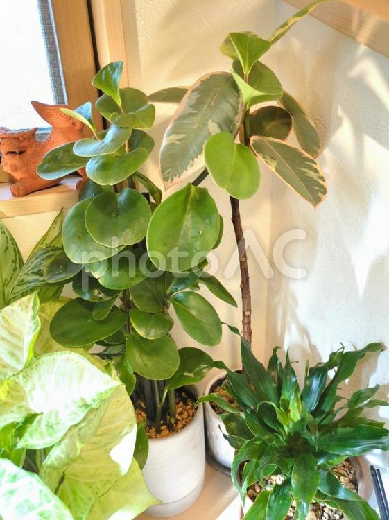観葉植物　玄関〜吹き抜け　水槽と植物 観葉植物,飾り付け,飾付の写真素材