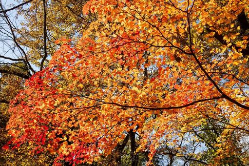 カエデの紅葉⑸ 秋,葉,カエデの写真素材