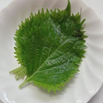 Green shiso, JPG Green shiso, JPG