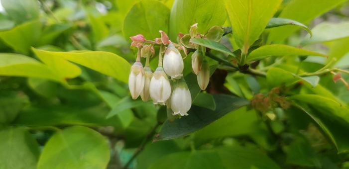 bud, JPG