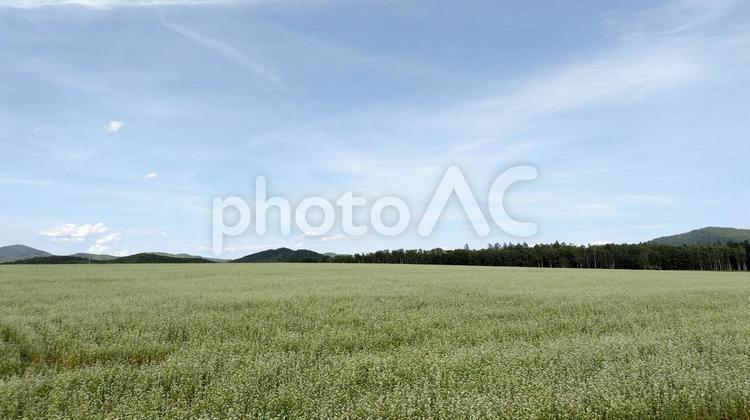 一面のそば畑　北海道　幌加内町　純白の丘 ソバ畑,農業,幌加内の写真素材