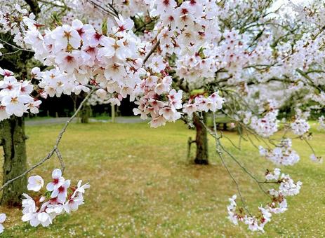 桜 桜の写真