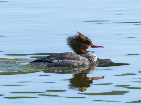 池を泳ぐカワアイサ 池を泳ぐカワアイサ カワイサ,野鳥,鳥の写真素材