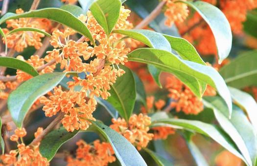 キンモクセイの花 キンモクセイの花 キンモクセイ,花,オレンジ色の写真素材