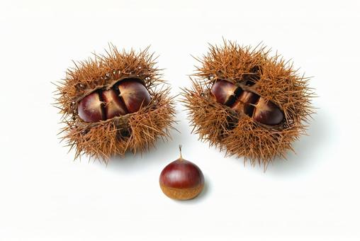 栗入りイガ２個と栗 栗,クリ,くりの写真素材