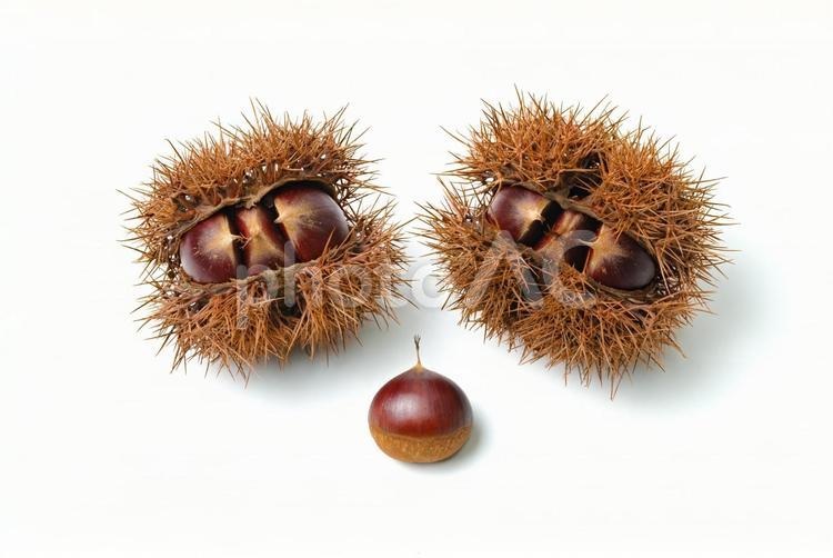 栗入りイガ２個と栗 栗,クリ,くりの写真素材