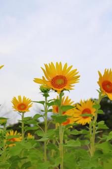 白い雲が覆う空 ひまわり 白い雲が覆う空 ひまわりの写真