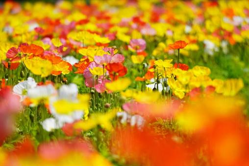 Yamaguchi Flower Land (Poppies), JPG Yamaguchi Flower Land (Poppies), JPG