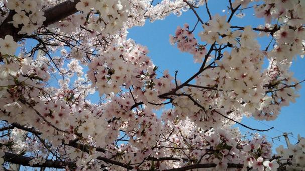 桜と空 桜と空 春,さくら,サクラの写真素材