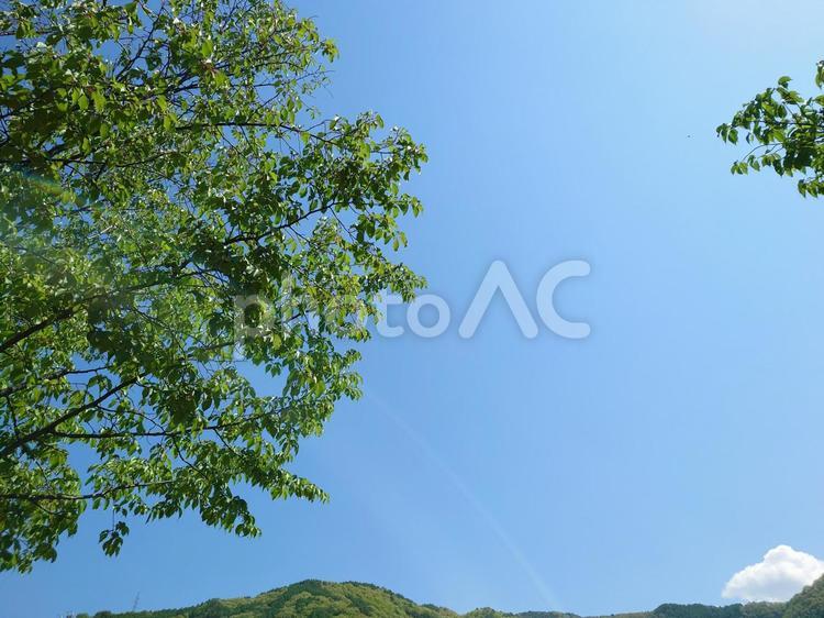 晴天の日　木と山　 木,山,晴天の写真素材
