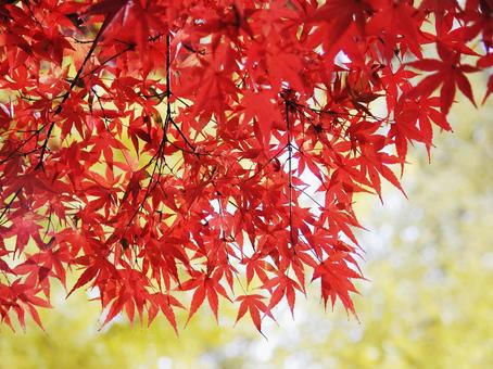 コウヨウ・紅葉　自然風景 樹木,葉,色づくの写真素材