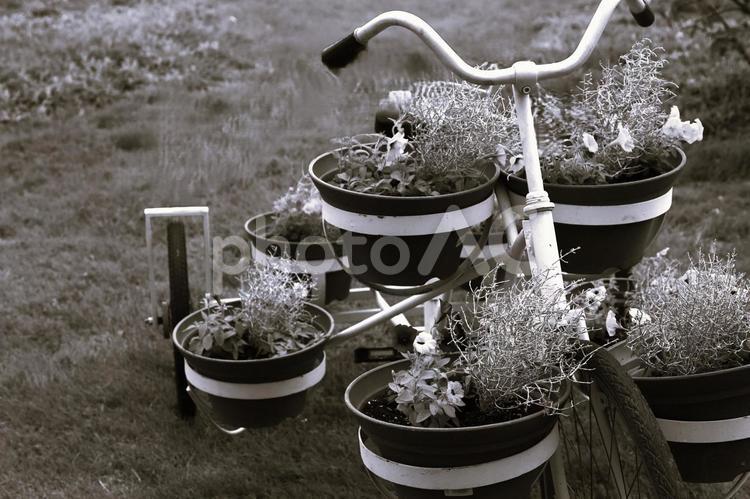 森のガーデンー三輪車鉢植えーモノクロ 三輪車,鉢植え,花壇の写真素材