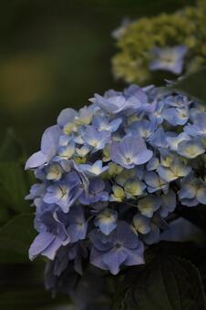 紫陽花 紫陽花の写真