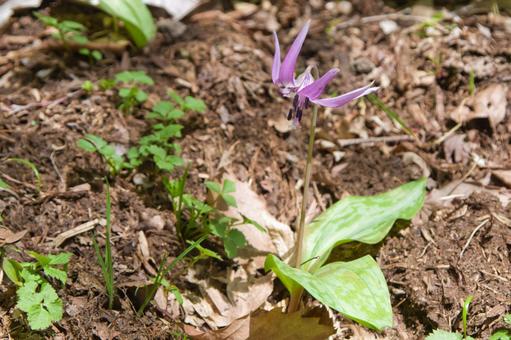 春の山野草-片栗(カタクリ) 春の山野草-片栗(カタクリ) 花,山野草,片栗の写真素材