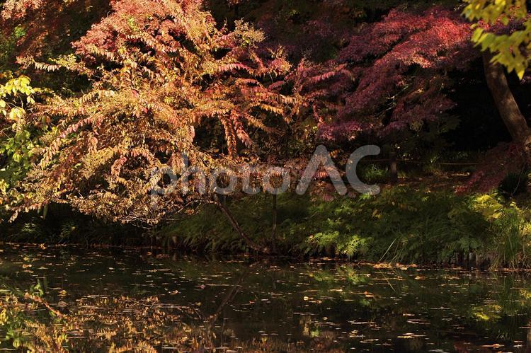 紅葉が浮かぶ沼の風景 沼,池,湖の写真素材