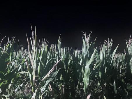 夜のとうもろこし畑 トウモロコシ畑,秋の風物詩,アメリカの写真素材