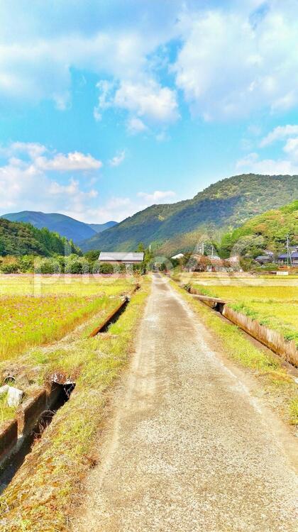 田んぼ沿いの景色 風景,田舎,のどかの写真素材