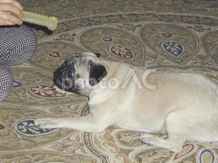 パグの家族との幸せな時間 パグ,犬,ペットの写真素材