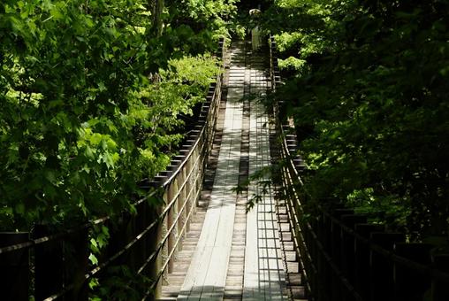 suspension bridge, أوائل الصيف, الصيف, الأخضر الطازج, JPG