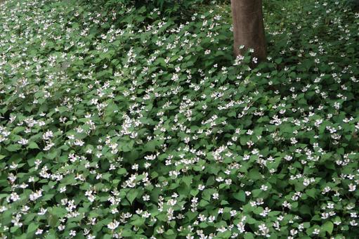 ドグダミ 夏の花 白い花 ドグダミ 夏の花 白い花の写真