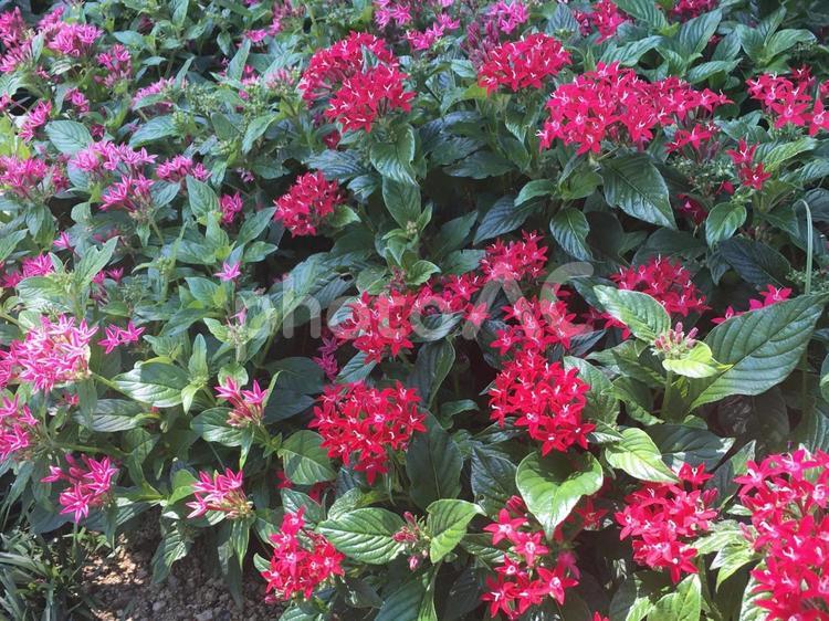 ガーデニング　ペンタスの花 花,植物,生花の写真素材
