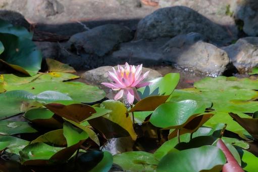 Quiet waterside of lotus, JPG