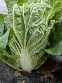 畑の白菜の写真
