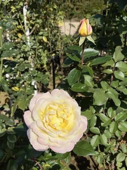 旧古河庭園のバラ 旧古河庭園のバラ バラ,薔薇,バラ園の写真素材