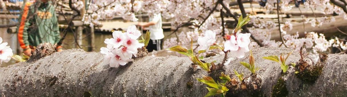 清水公園の桜-94 清水公園の桜-94の写真