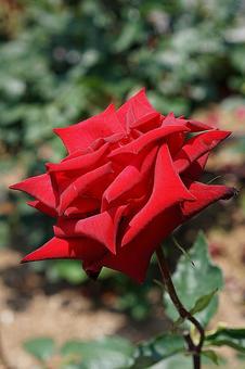 荒牧バラ園727　熱情 兵庫県,荒牧バラ園,バラの写真素材