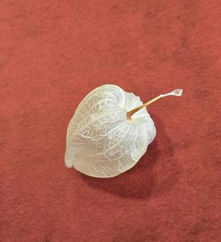 白いほおずき 白いほおずきの写真