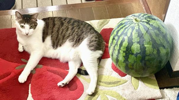 スイカwithカメラ目線のキジ白猫 スイカwithカメラ目線のキジ白猫 猫,キジ白,微睡むの写真素材