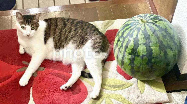 スイカwithカメラ目線のキジ白猫 猫,キジ白,微睡むの写真素材
