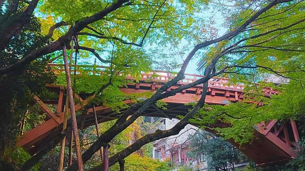 こおろぎ橋5 こおろぎ橋5 こおろぎ橋,橋,蟋蟀橋の写真素材