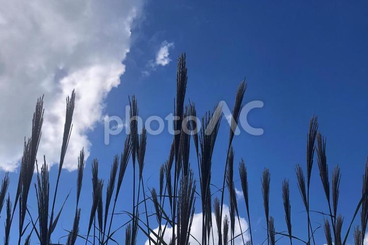 すすきと空のある風景＿6 空,ススキ,雲の写真素材