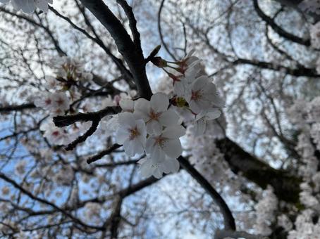 桜の写真の写真